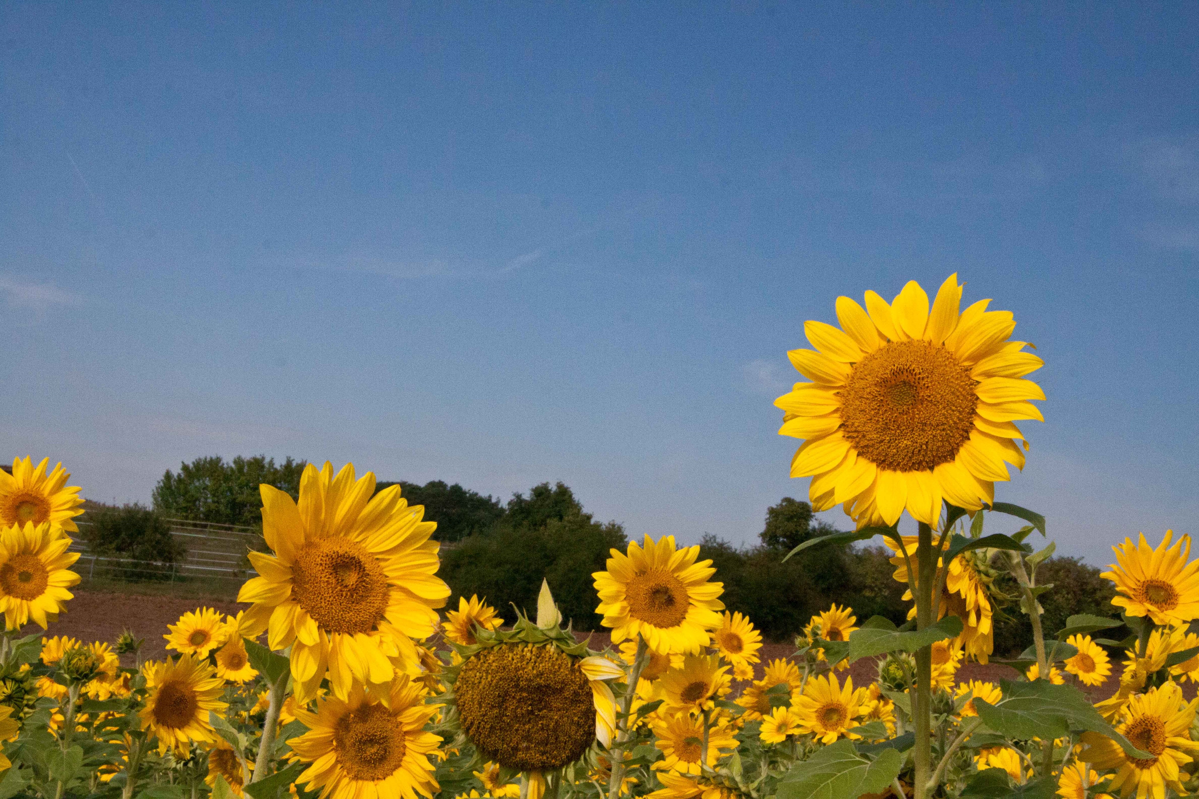Broschüre Leben im blühenden Vorgarten