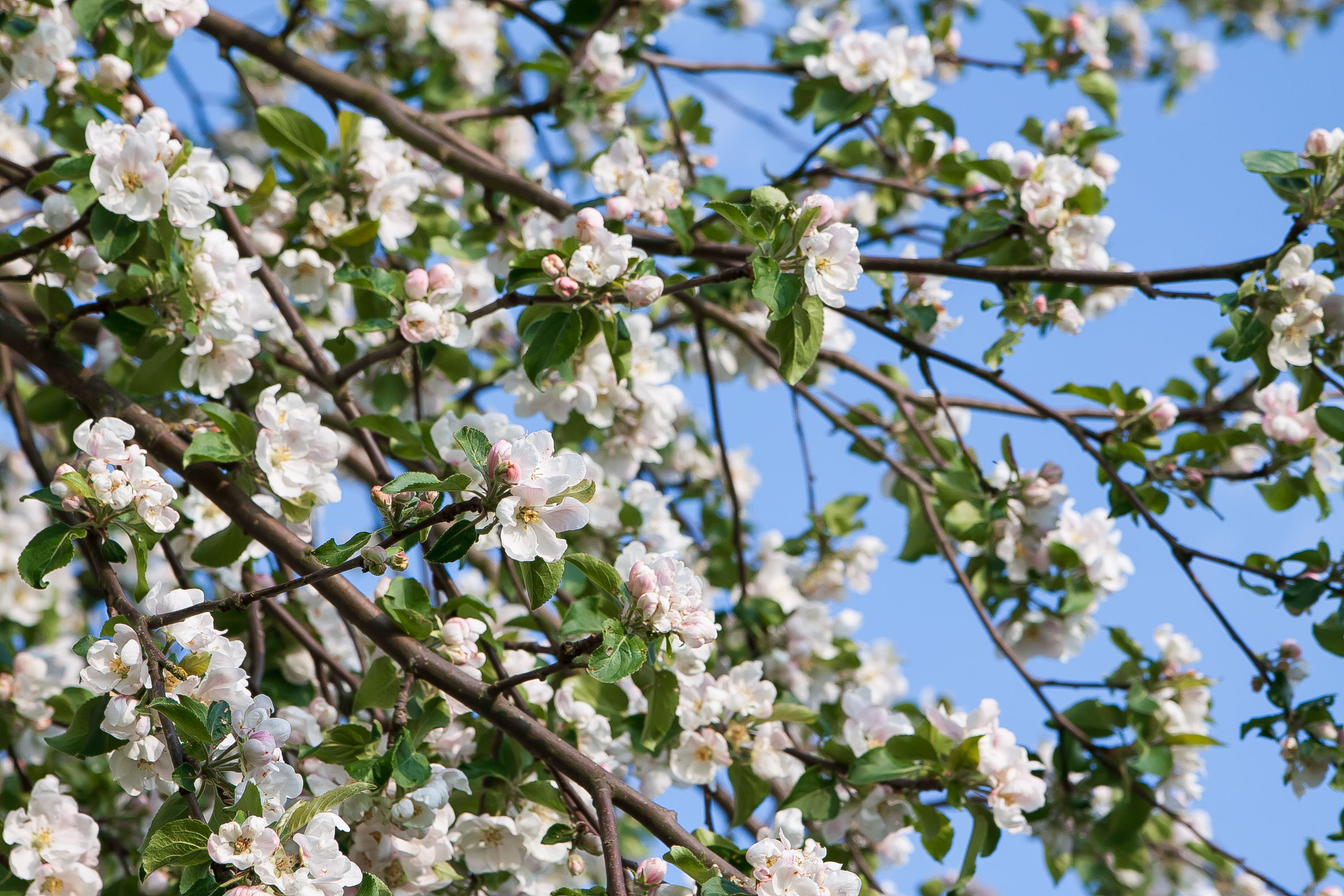 Neugeborenen-Bäume sind gefragt