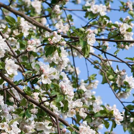 Neugeborenen-Bäume sind gefragt