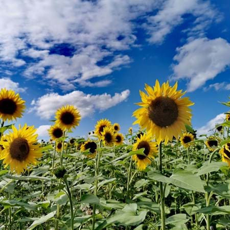 "Naturgarten - Bayern blüht": Im eigenen Garten Leben schaffen